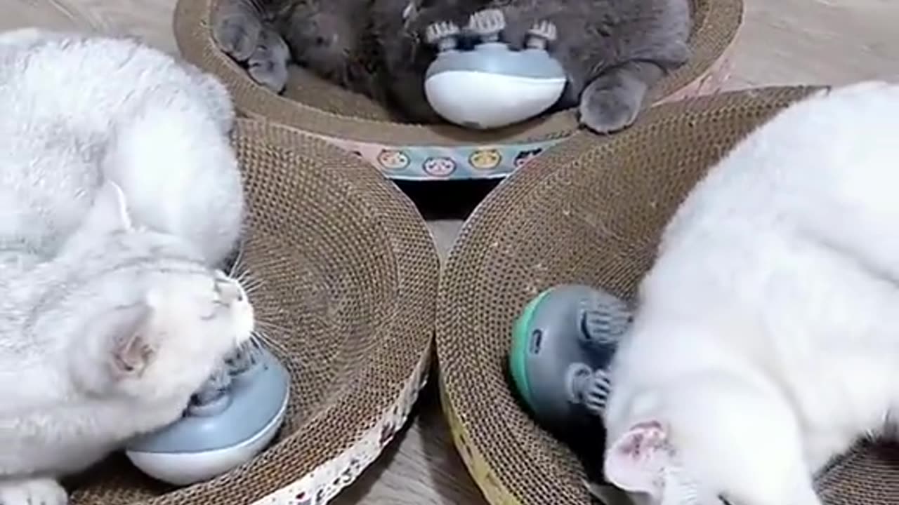 Stressed out cats getting massages 🤣