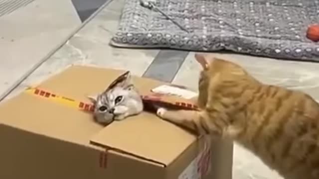 Funny Cats Compilations 2021 #0046#