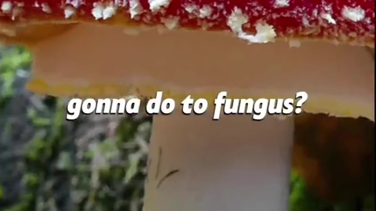 芭芭拉·奧尼爾 消滅鼻竇-金印根粉