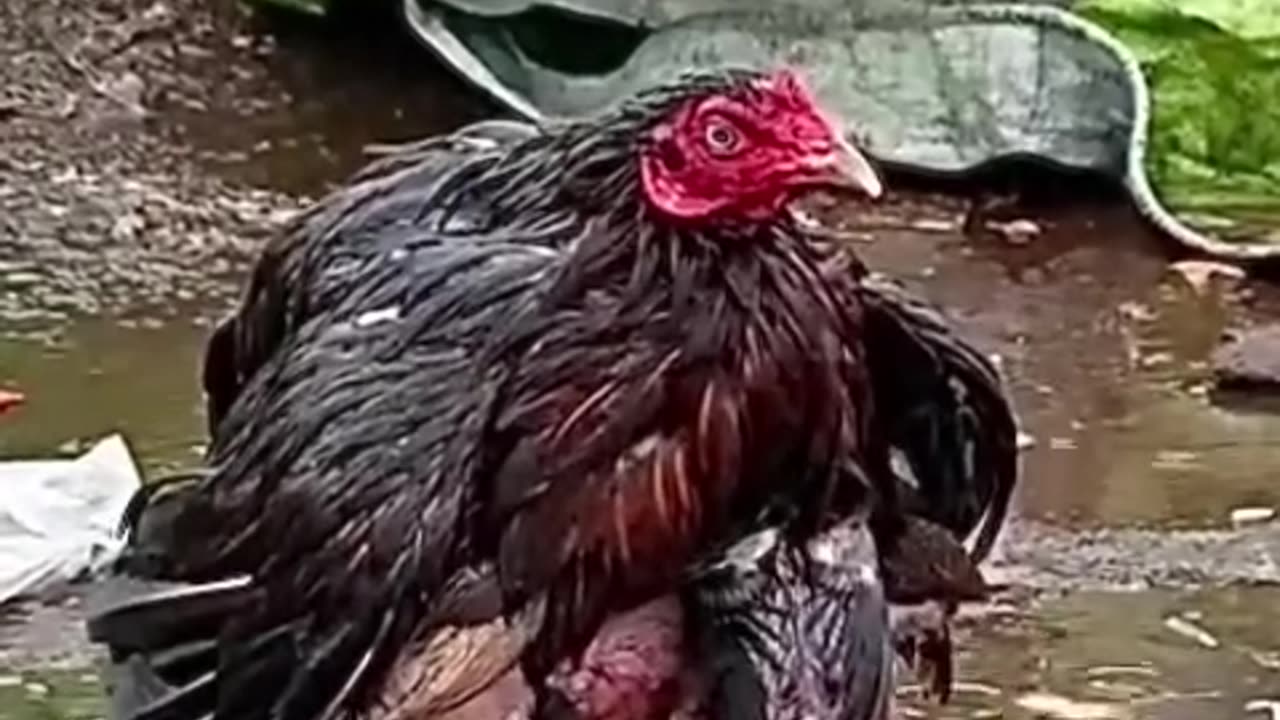 Mother Hen Shelters Her Chicks in the Rain