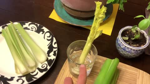 How to grow yourself celery at home from kitchen scrap in soil or water