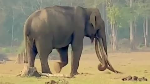 Wildlife in closer view with a natural perspective.