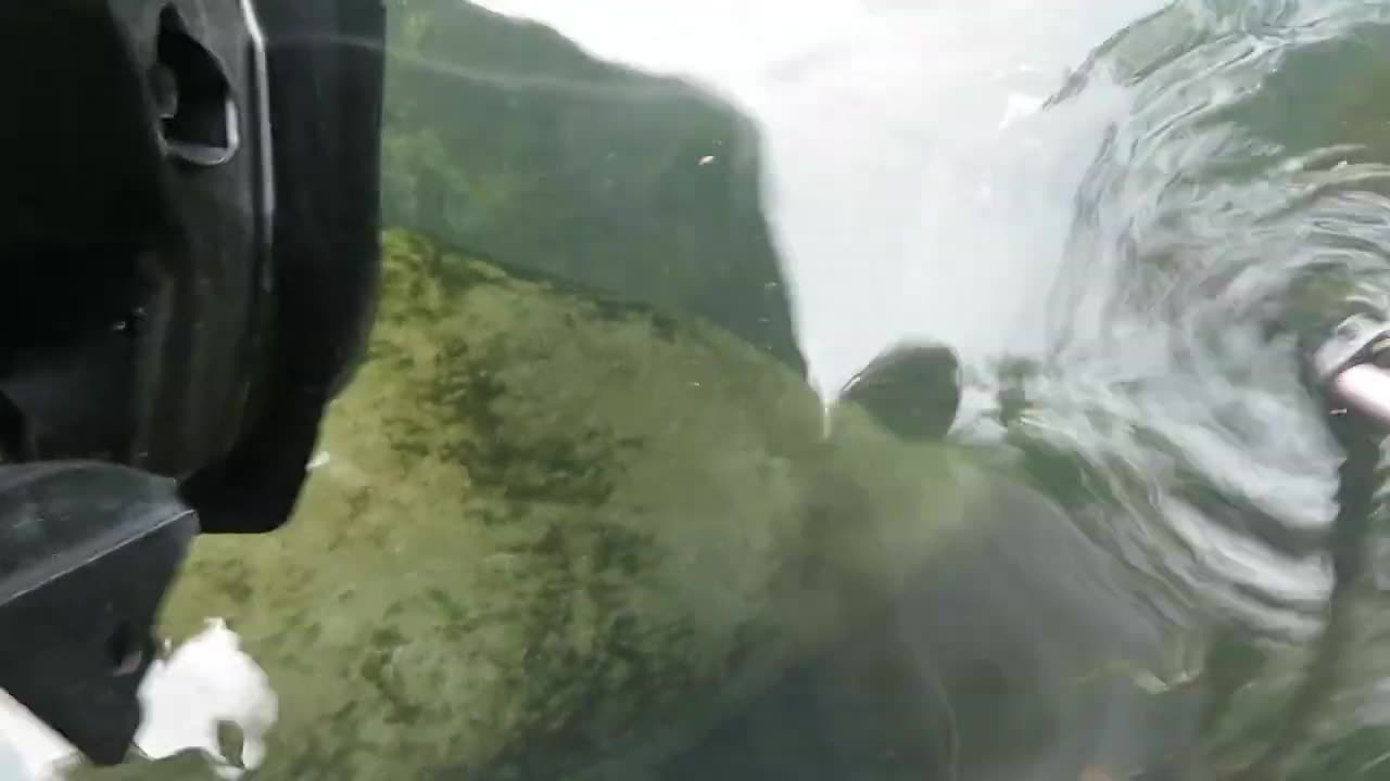 Close Encounter of the Manatee Kind