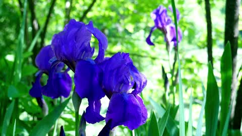 Amazing Colorful flowers