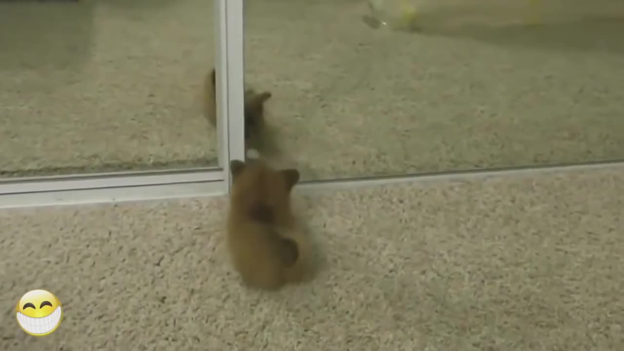 Puppy compilations