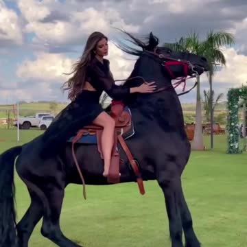 Beautiful Black Horse Rearing