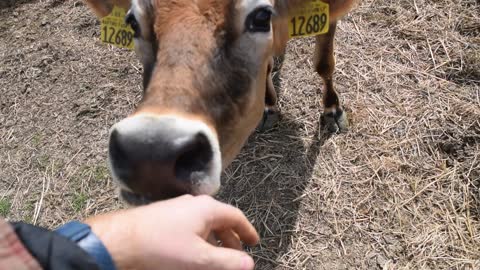 Maybelle Head Scratches