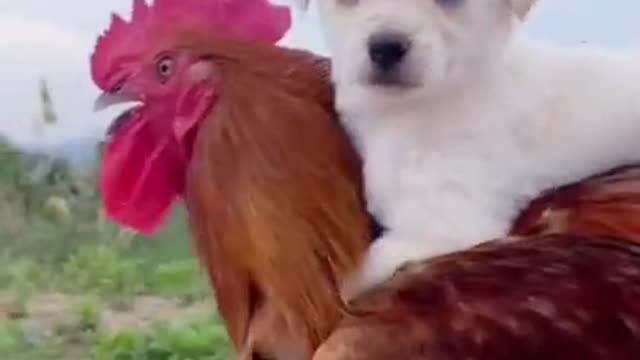 Funny animals