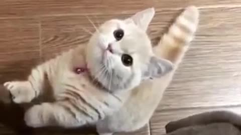 Cute Cat Meow, so sweet!