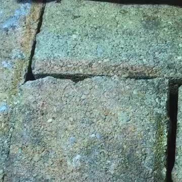 Olivet Tigers WAP Ramen Noodles On Quartine Country Herald Day