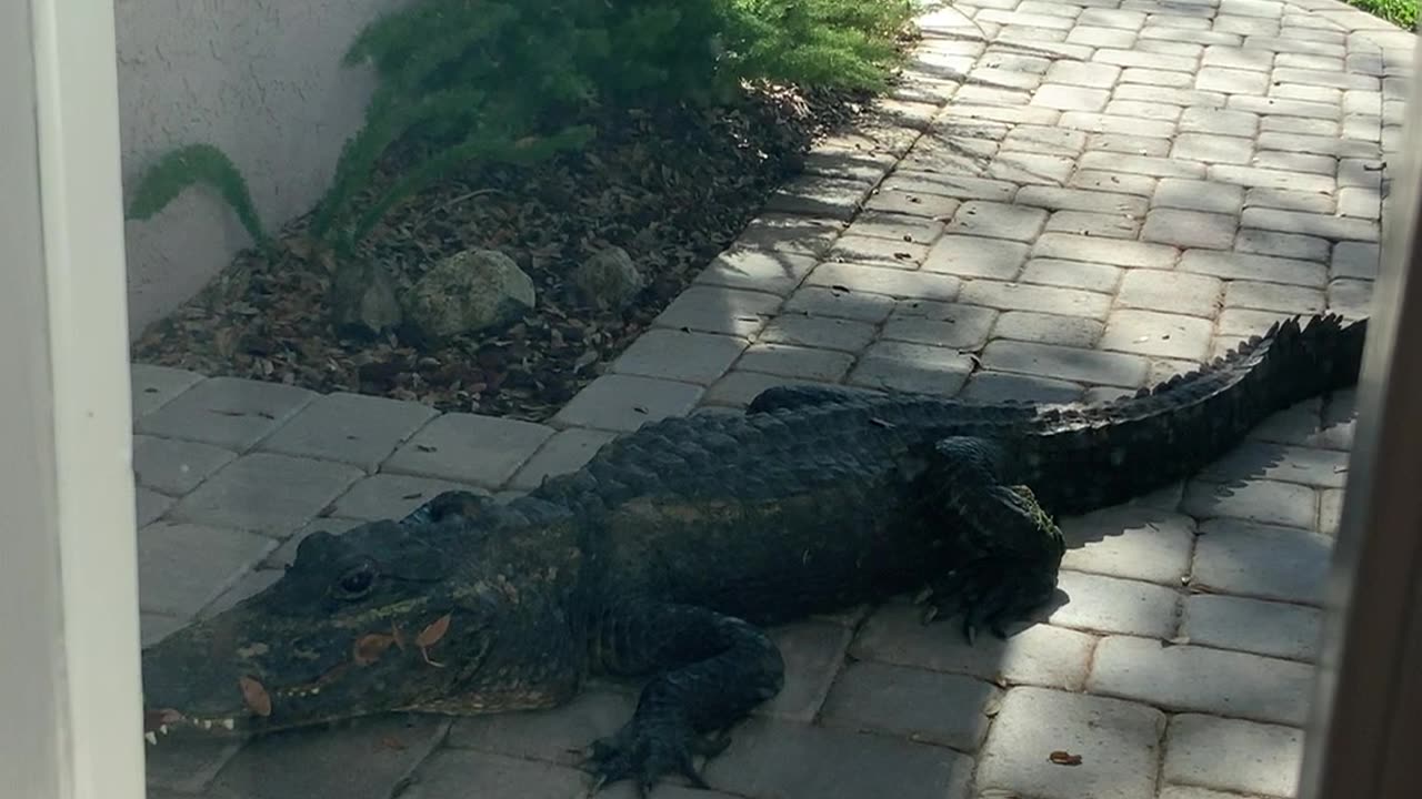 Gator Walks Up to Woman's Front Door