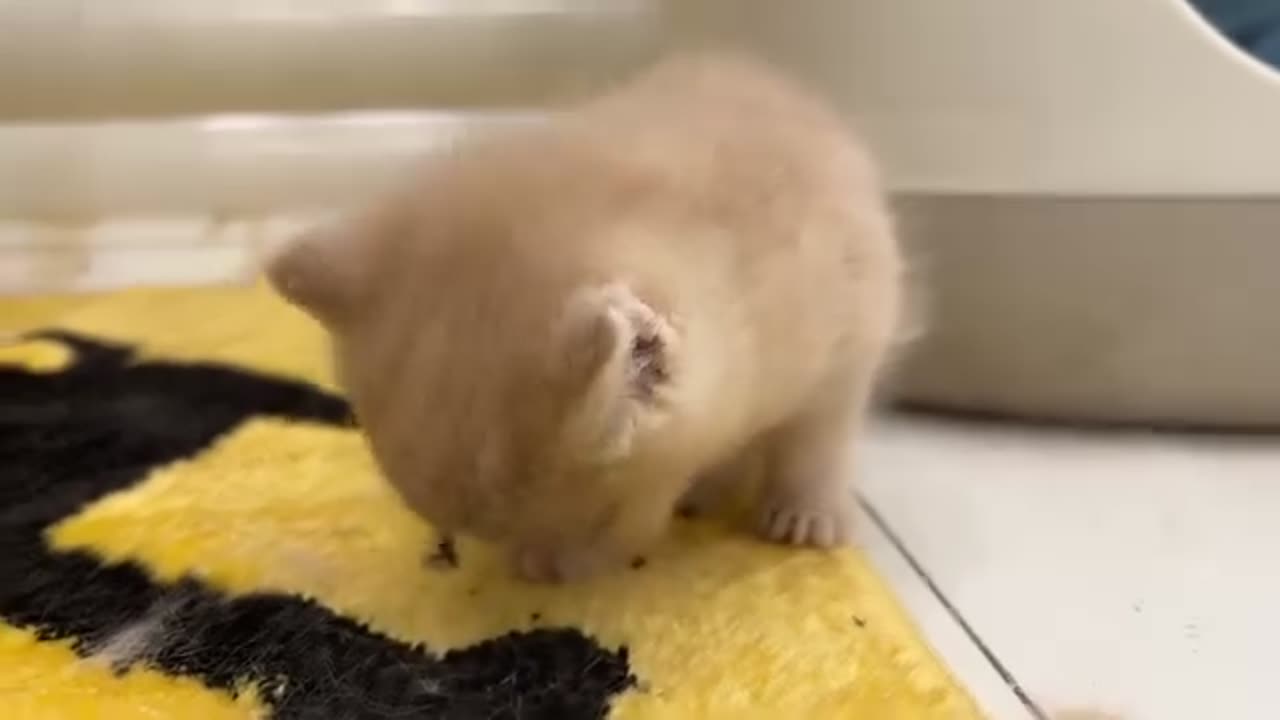 Without mother cat Tiny kitten learns to wash her face cute animal videos