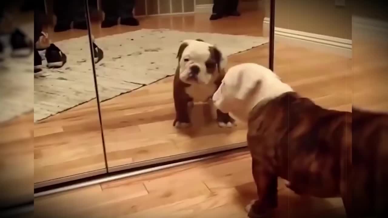 CUTE AND FUNNY DOGS REACTING TO THE MIRROR (funy pets)