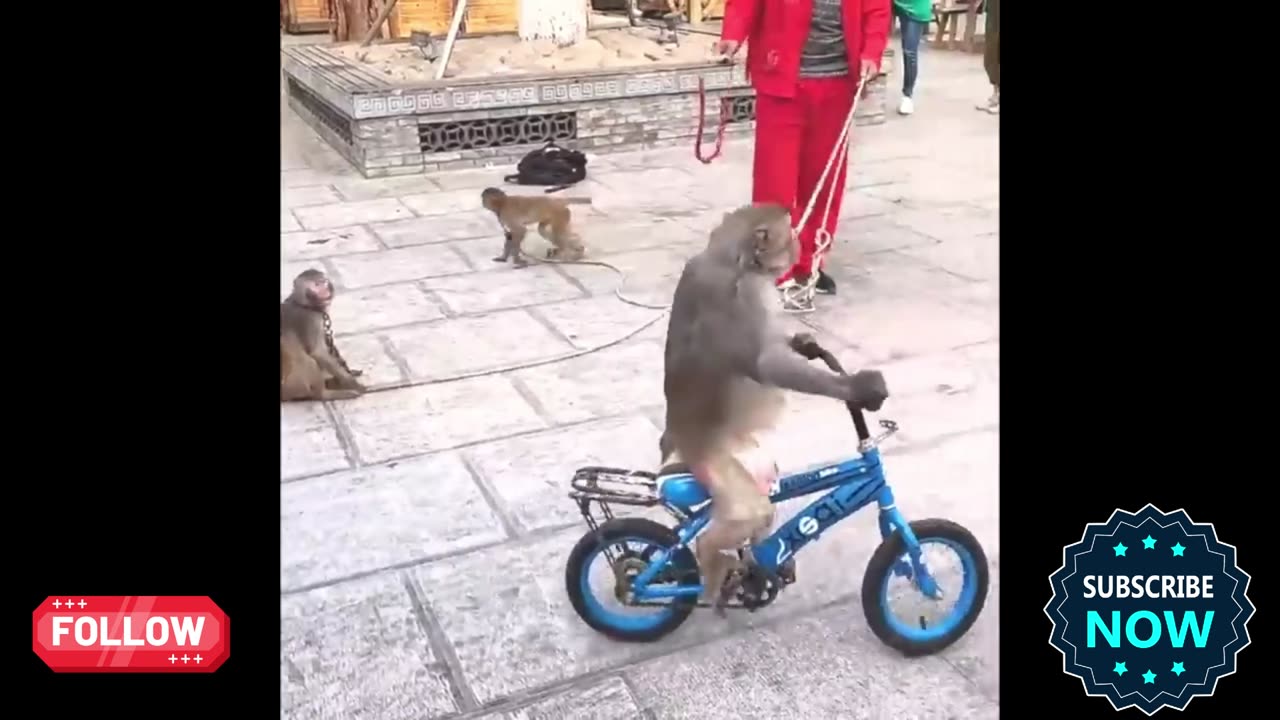 Monkeying Around:An Unforgettable Adventure with Feathered And Furry Friends