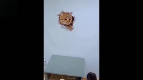 Funny cat and funny dog are playing.