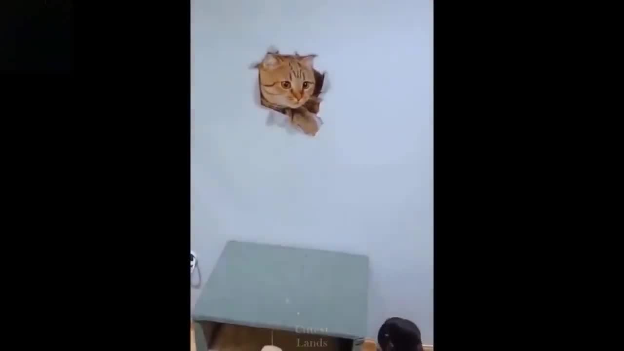 Funny cat and funny dog are playing.