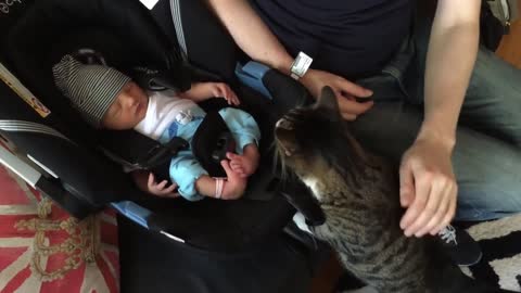 Cats Meeting Babies for the FIRST Time [NEW] Compilation