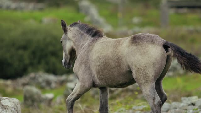 horse running on grass