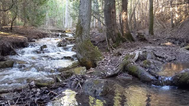 Pretty River Valley Provincial Park- Blue Mountain, Ontario. Bruce Trail