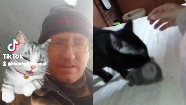 Cats of tiktok duet video