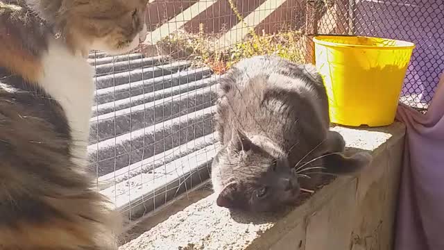 My cat getting her morning sun