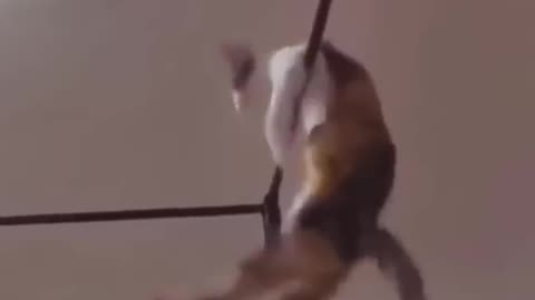 Funny Animal Videos 2022 Best Dogs And Cats Videos 😺😍 #4