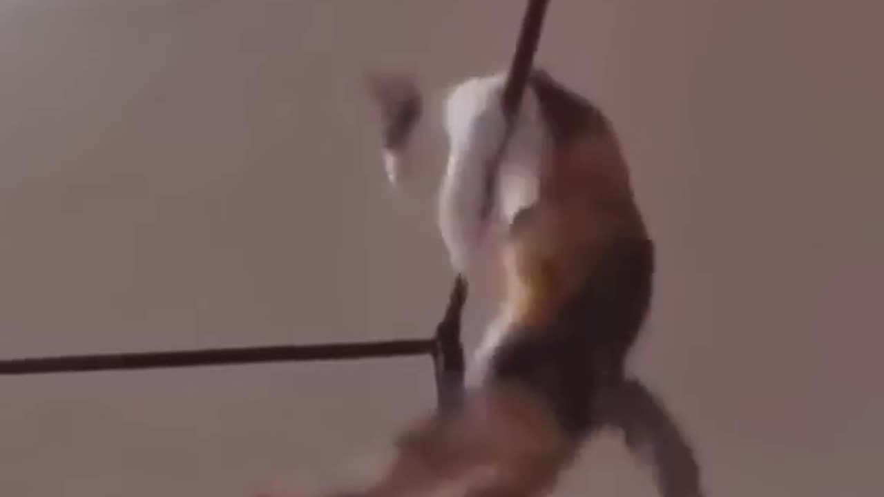 Funny Animal Videos 2022 Best Dogs And Cats Videos 😺😍 #4