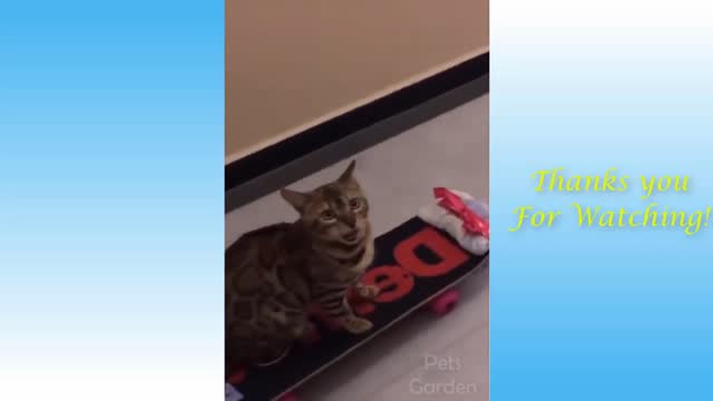 Skateboarding Cat