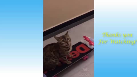 Skateboarding Cat