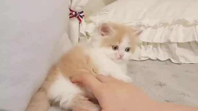 Heart Melting Baby Munchkin Kitten