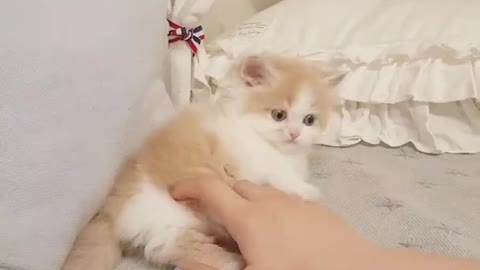 Heart Melting Baby Munchkin Kitten