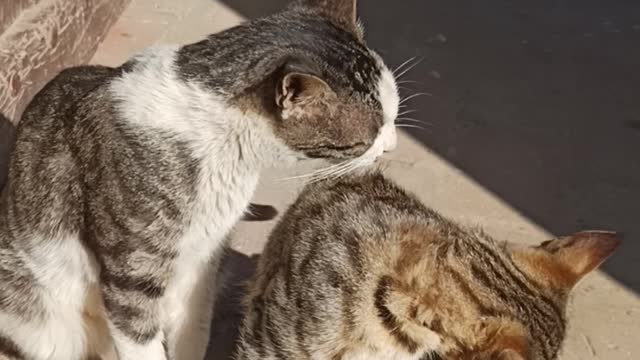 Kitten cleaning her body