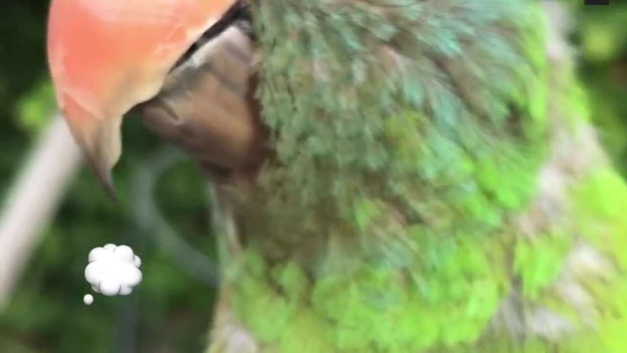 🦜singing 29 yr ♂ parrot Blue Crown Conure talking BINGO Black spot on eye