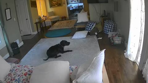 Got my dog on camera when I wasn’t home