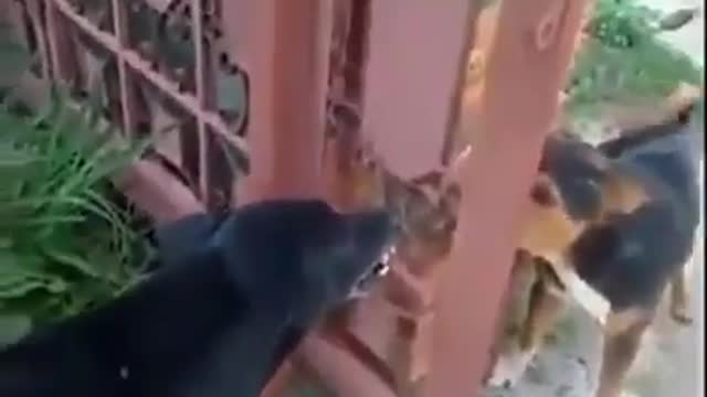 se não fosse o portão