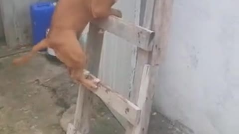 dog following boy on the stairs