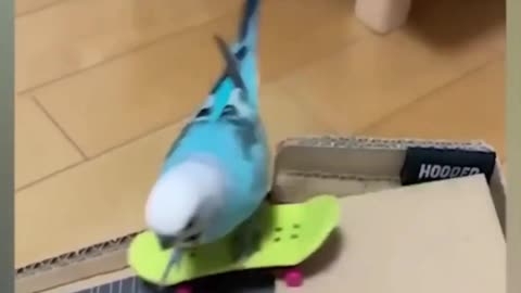 Bird 🐦 funny video