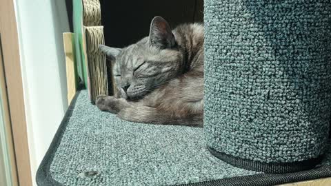 A cute cat is sleeping in the cat tower.