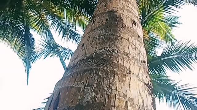 Philippine Coconut Tree