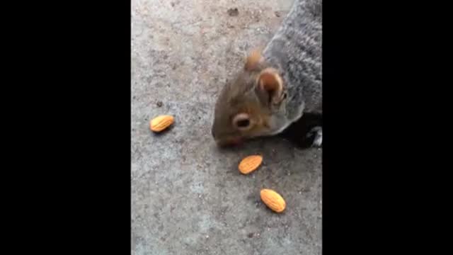 A hungry squirrel running bravely to eat nuts fast