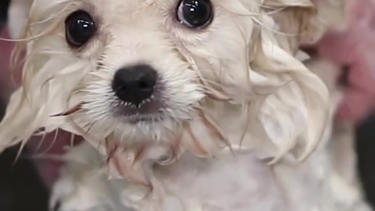 3 Month Old Pomeranian Spitz Puppy First Grooming | Look How Sweet He Is!