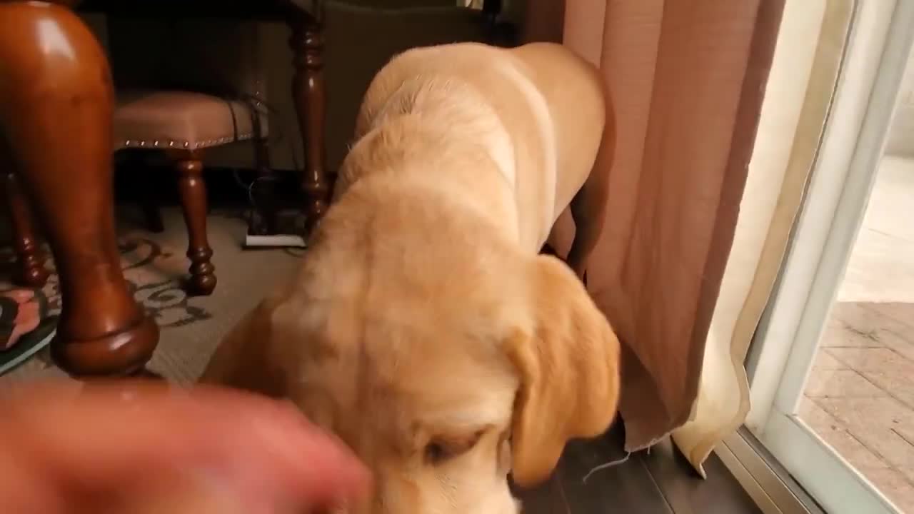 Pup & ferret best friends play tug-of-war