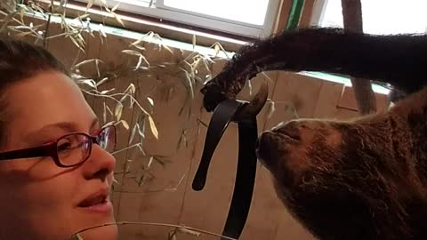 Sloth Stealthily Steals Caregiver's Headband