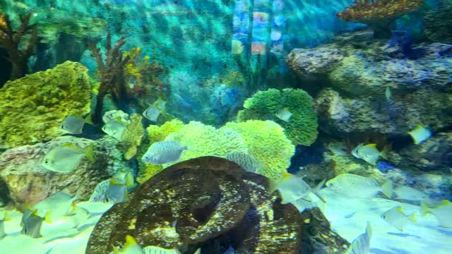 The fish look cool in the aquarium.