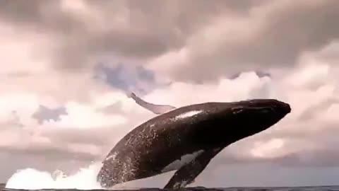 Incredible flagrant jump of a humpback whale