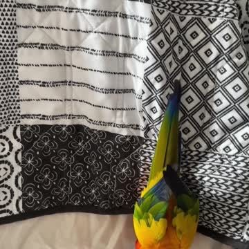 Excited parrot dances to make the bed