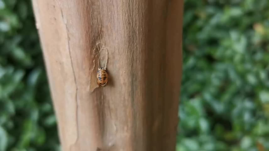 A strange bug is lying on a strange tree