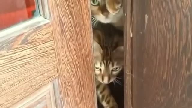 When your cats waiting for you at Home😝