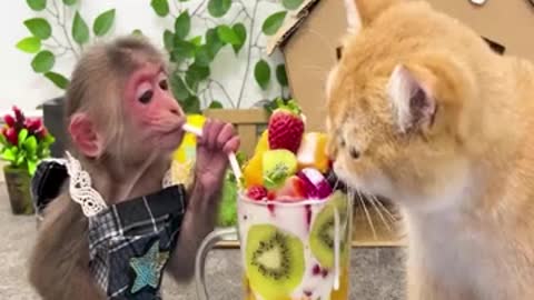 Best Animal Friendship is even Better...