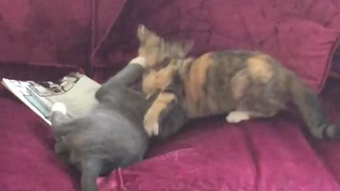 Two kittens wrestling on red couch